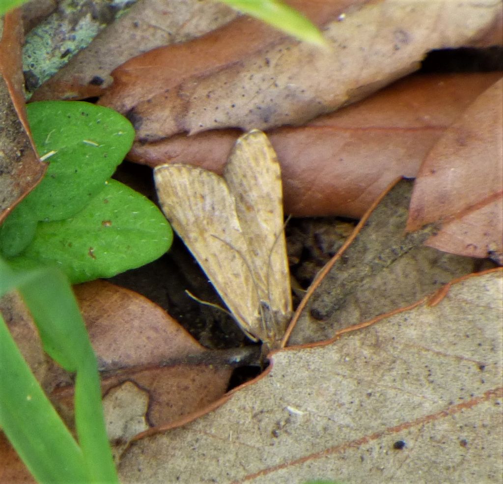 Falena da identificare